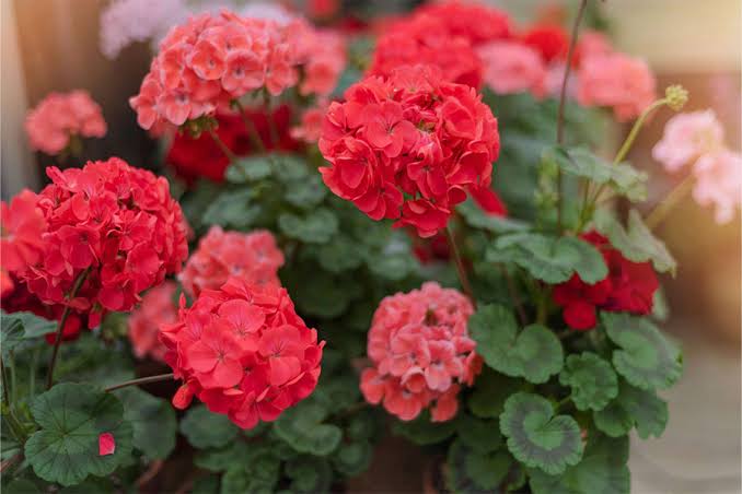 Geranium Lavender